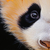 Poster A3 - Panda #19 - comprar online