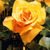 Rosas Amarelas - comprar online