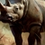 Poster A3 - Rinoceronte #2 - comprar online