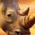 Poster A3 - Rinoceronte #6 - comprar online