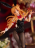 ACTION FIGURE - ASUNA - BICUTE BUNNIES - comprar online