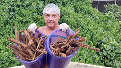 Banisteriopsis Caapi - Embalagem com 5 Kilos - loja online