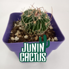 Echinofossulocactus Multicostatus (Stenocactus) - comprar online