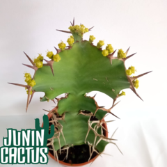 Euphorbia Grandicornis - comprar online