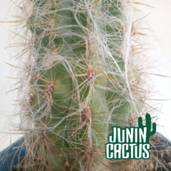Oreocereus Trolli - Junin Cactus Tienda