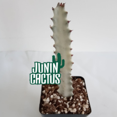 Euphorbia Láctea ´White Ghost´ - Junin Cactus Tienda