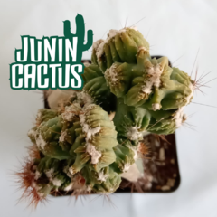 Cererus "Wild Crest" - Junin Cactus Tienda