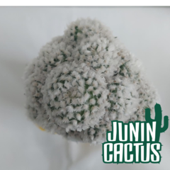 Mammillaria Snowball injertada en internet