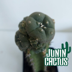 Cactus injertado en Harrisia - comprar online