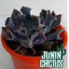 Echeveria Trumpet Pink