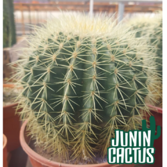 Echinocactus Grusonii - comprar online