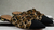 Flat Aquazzura Animal Print - From Us 2 You