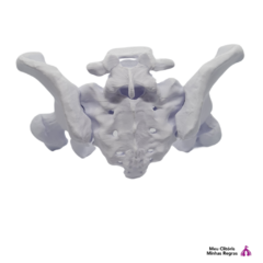 Pelve Magnética com Fêmur e Vértebra L5 puzzle com imã - loja online