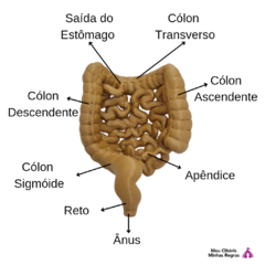 Intestino 3D