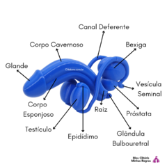 Sistema Urogenital Reprodutor Masculino