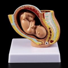 Modelo Fetal