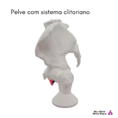 pelvis with clitoral system on internet