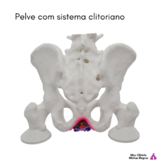 pelvis with clitoral system - buy online