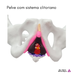 pelvis with clitoral system