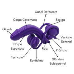 Sistema Urogenital Reprodutor Masculino