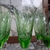 Juego de 6 copas verdes - comprar online