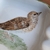 Cenicero con pajaro pintado en internet