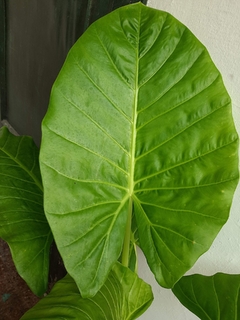 OREJA DE ELEFANTE (ALOCASIA ODORA) en internet