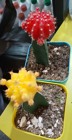 CACTUS INJERTADO COLOR