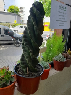 CACTUS TURBINADO