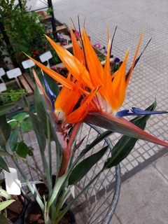 AVE DEL PARAISO O STRELITZIA en internet