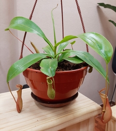 CARNIVORA NEPENTHES