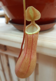 CARNIVORA NEPENTHES - comprar online