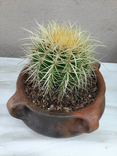 CACTUS ECHINOCACTUS GRUSONI - comprar online