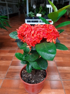 IXORA