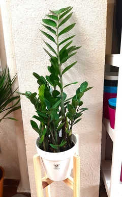 ZAMIOCULCAS