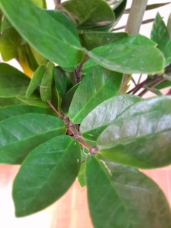 ZAMIOCULCAS - comprar online