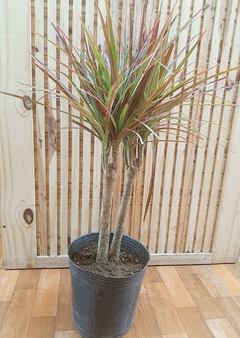 DRACENA MARGINATA TRICOLOR VARIAS CABEZAS - comprar online