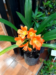 CLIVIA