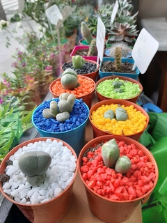 LITHOPS O CACTUS PIEDRA