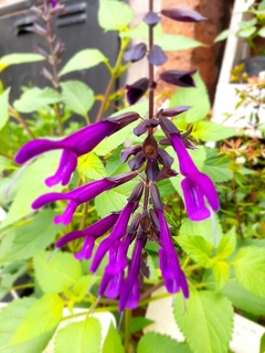 SALVIA GUARANITICA