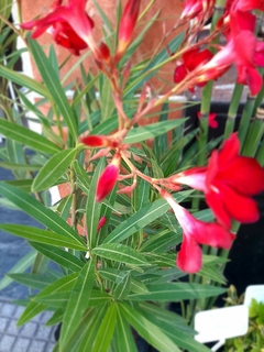 LAUREL DE FLOR O LAUREL DE JARDIN