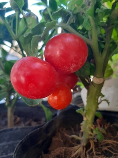 AROMATICA TOMATE CHERRY