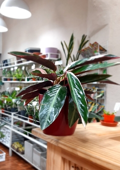 CALATHEA STROMANTHE TRICOLOR - comprar online