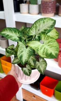 SYNGONIUM O SINGONIO MINI