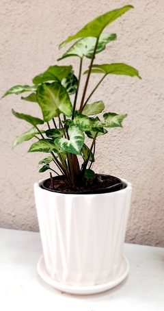 SYNGONIUM O SINGONIO MINI - comprar online