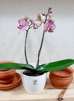 ORQUIDEA PHALEANOPSIS DE DOS VARAS - comprar online