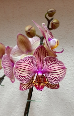 ORQUIDEA PHALEANOPSIS DE DOS VARAS