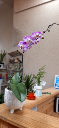 ORQUÍDEA PHALEANOPSIS - comprar online