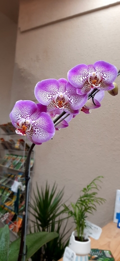 ORQUÍDEA PHALEANOPSIS