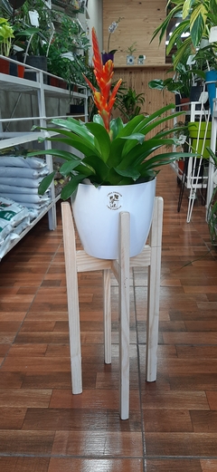 VRIESIA, BROMELIA - comprar online